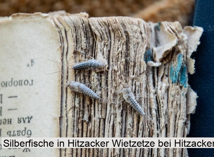 Silberfische in Hitzacker Wietzetze bei Hitzacker